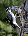 Hairy Woodpecker